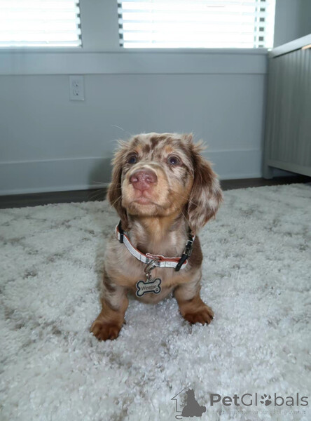 We have a beautiful Dachshund puppy available and ready to meet their f