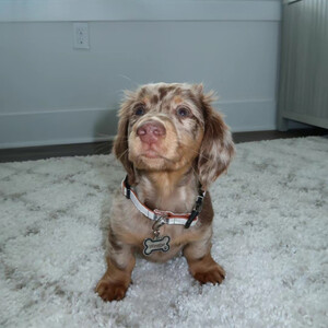 We have a beautiful Dachshund puppy available and ready to meet their f | PostAds PH