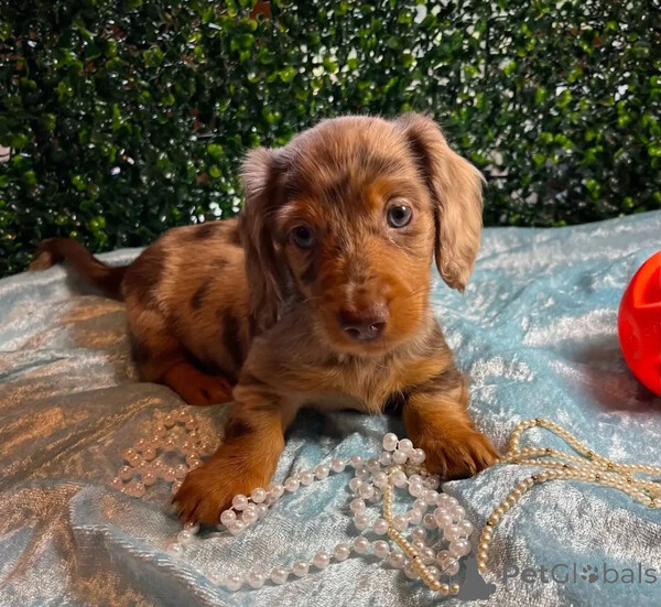 We have a beautiful Dachshund puppy available and ready