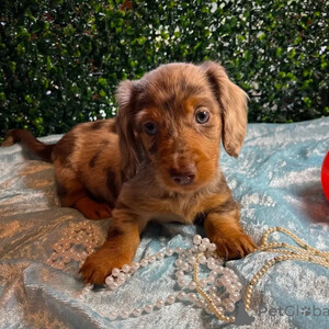 We have a beautiful Dachshund puppy available and ready | PostAds PH