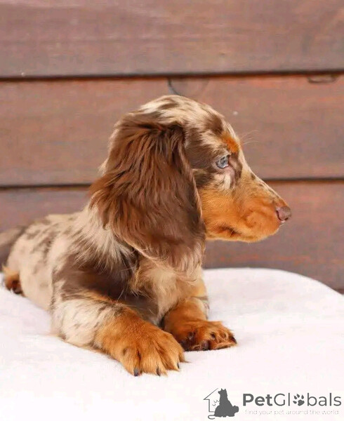 Available dachshund puppies for sale...viber.+639463422605
