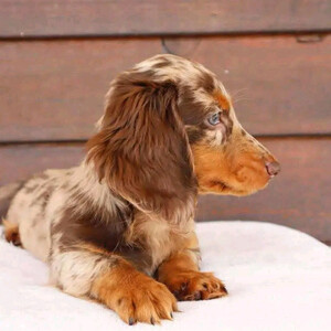 Available dachshund puppies for sale...viber.+639463422605 | PostAds PH
