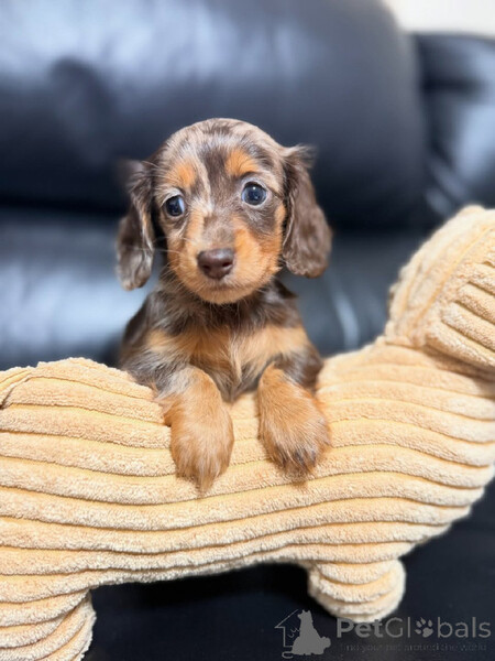 Dachshund puppies for sale  Sell ...viber.+639463422605