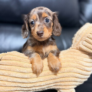 Dachshund puppies for sale Sell ...viber.+639463422605 | PostAds PH
