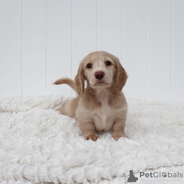  Dachshund puppies are the perfect choice. ...viber.+639463422605