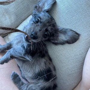 home-raised miniature Dachshund puppies....viber.+639463422605 | PostAds PH