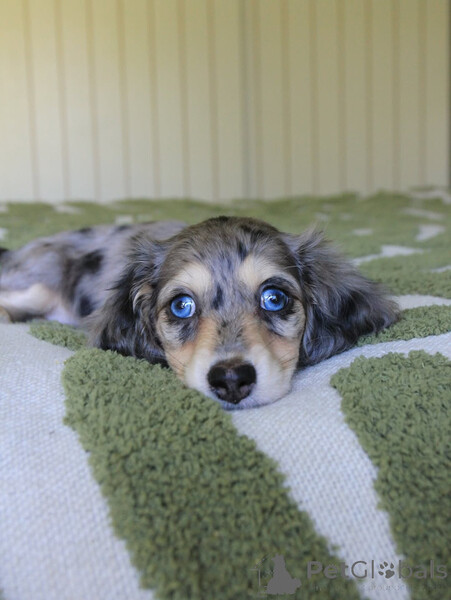 beautiful Dachshund puppy available and ready ...viber.+639463422605