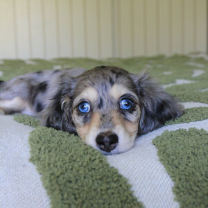 beautiful Dachshund puppy available and ready ...viber.+639463422605 | PostAds PH