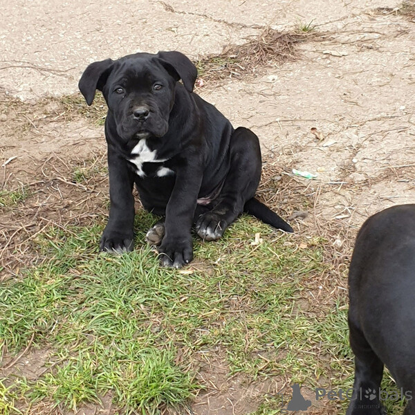 Adorable cane corso puppies for sale  Seell ...viber.+639463422605