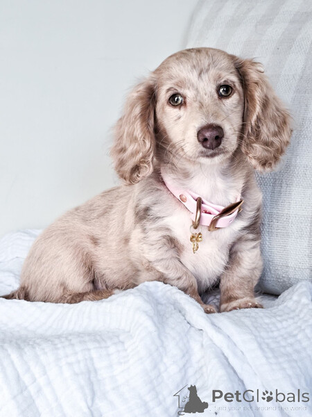 Dachshund puppies from their own rearing...viber.+639463422605