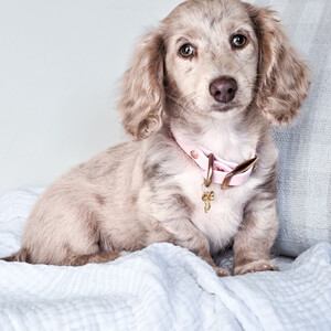 Dachshund puppies from their own rearing...viber.+639463422605 | PostAds PH