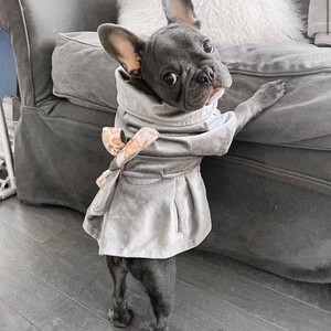 This beautiful French Bulldog puppys...viber.+639463422605 | PostAds PH
