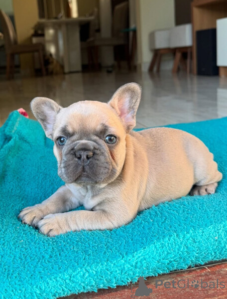  French Bulldog puppy is ready to fill your home...viber.+639463422605