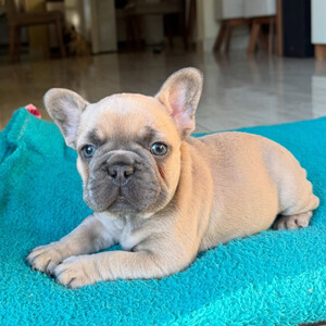 French Bulldog puppy is ready to fill your home...viber.+639463422605 | PostAds PH