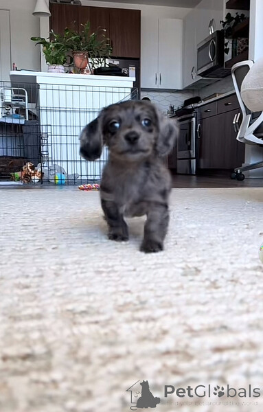 Meet Our Adorable Dachshund Puppies...viber.+639463422605