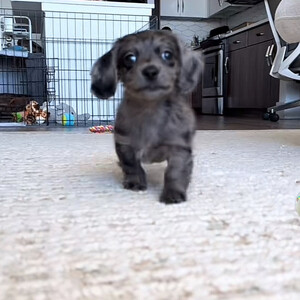 Meet Our Adorable Dachshund Puppies...viber.+639463422605 | PostAds PH