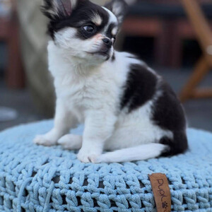 Adorable Chihuahua Puppies Ready for Their Forever Homes! | PostAds PH