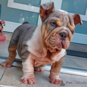 English Bulldog Puppies Ready for New Homes...viber.+639463422605 | PostAds PH