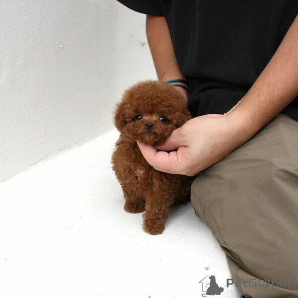 Teacup Poodle Puppies – Tiny, Smart & Loving Companions