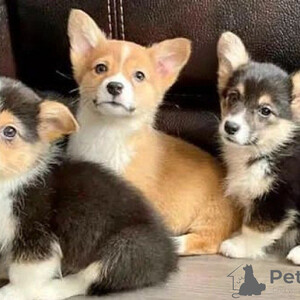 Pembroke Welsh Corgi Puppies Sell ...viber.+639463422605 | PostAds PH