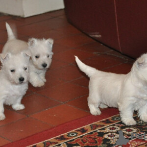 West Highland White Terrier Puppies Sell ...viber.+639463422605 | PostAds PH