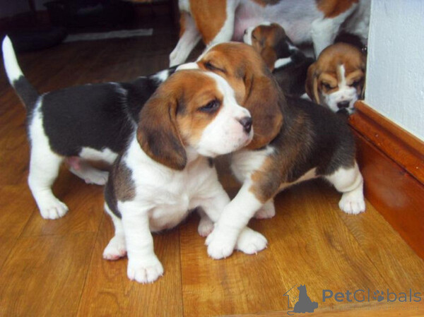 Beagle Puppies  Sell ...viber.+639463422605