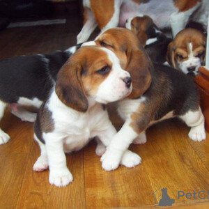 Beagle Puppies Sell ...viber.+639463422605 | PostAds PH