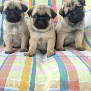 Fabulous Unique Panda Pug puppie Sell ...viber.+639463422605 | PostAds PH