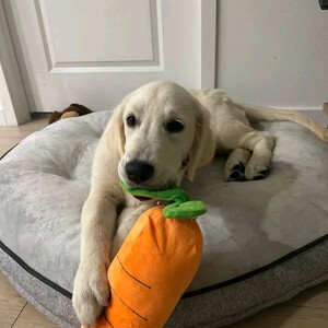Golden retriever for adoption Sell ...viber.+639463422605 | PostAds PH