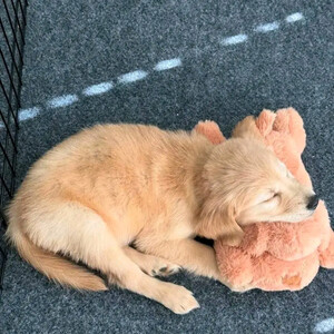 Golden retriever puppys for adoption Sell ...viber.+639463422605 | PostAds PH