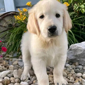 Golden retrieverr puppy for adoption Sell ...viber.+639463422605 | PostAds PH