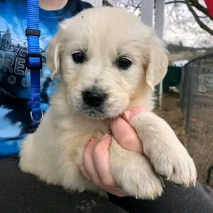 Adorable Cream Golden Retriever Puppy ...viber.+639463422605 | PostAds PH