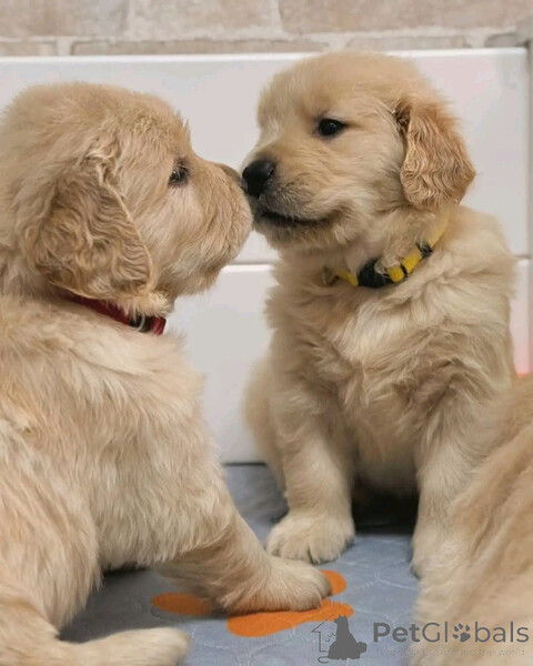 Golden retriever puppy forsale...viber.+639463422605