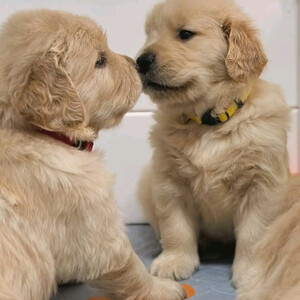 Golden retriever puppy forsale...viber.+639463422605 | PostAds PH