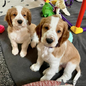 Cute and playful Welsh Springer Spaniel puppies.viber.+639463422605 | PostAds PH