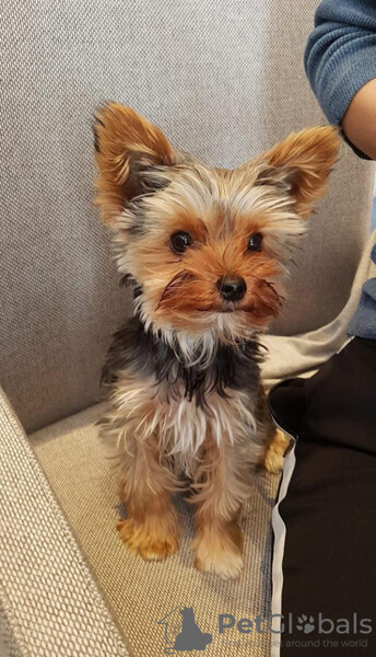Purebred Yorkshire Terrier Puppies...viber.+639463422605