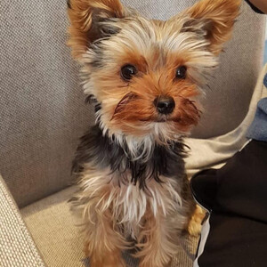 Purebred Yorkshire Terrier Puppies...viber.+639463422605 | PostAds PH