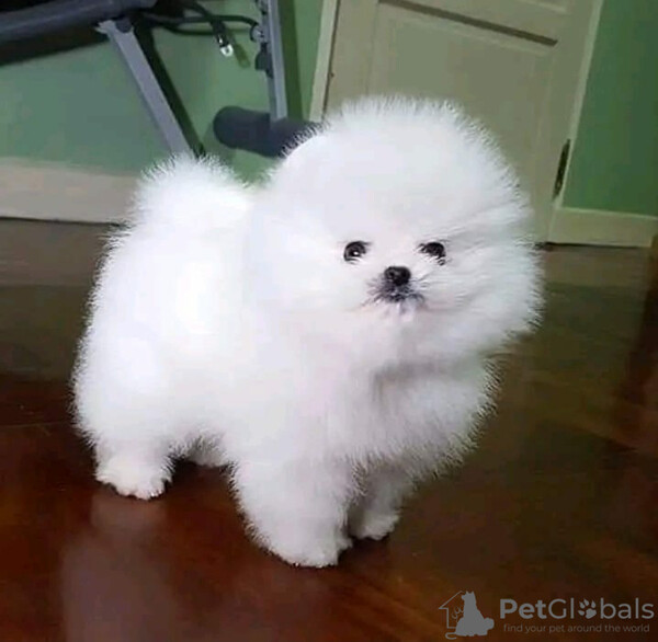 Cute and playful Pomeranian puppies for rehomimg....viber.+639463422605