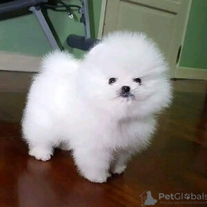 Cute and playful Pomeranian puppies for rehomimg....viber.+639463422605 | PostAds PH