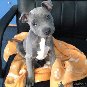 American Pitbull Terrier puppies are looking...viber.+639463422605 | PostAds PH