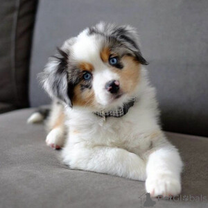 Australian shepherd dog Sell ...viber.+639463422605 | PostAds PH