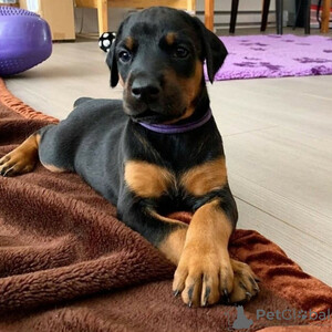 Doberman puppies Sell ...viber.+639463422605 | PostAds PH