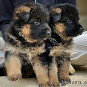 German shepherd puppies...viber.+639463422605 | PostAds PH