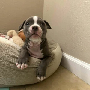 American pitbull terrier puppies...viber.+639463422605 | PostAds PH