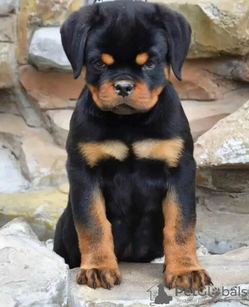 Healthy Rottweiler puppies  Sell ...viber.+639463422605