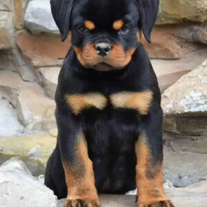 Healthy Rottweiler puppies Sell ...viber.+639463422605 | PostAds PH