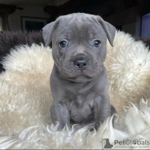 Healthy Staffordshire bull terrier puppies Sell ...viber.+639463422605 | PostAds PH