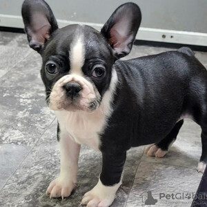 Boston Terrier puppies Sell ...viber.+639463422605 | PostAds PH