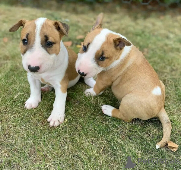 These puppies American stafforshire...viber.+639463422605