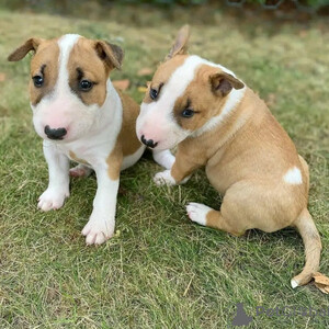 These puppies American stafforshire...viber.+639463422605 | PostAds PH